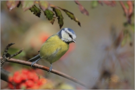 <p>SÝKORA MODŘINKA (Cyanistes caeruleus) /Eurasian blue tit - Blaumeise/</p>